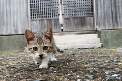神社で出会ったネコさん（2）