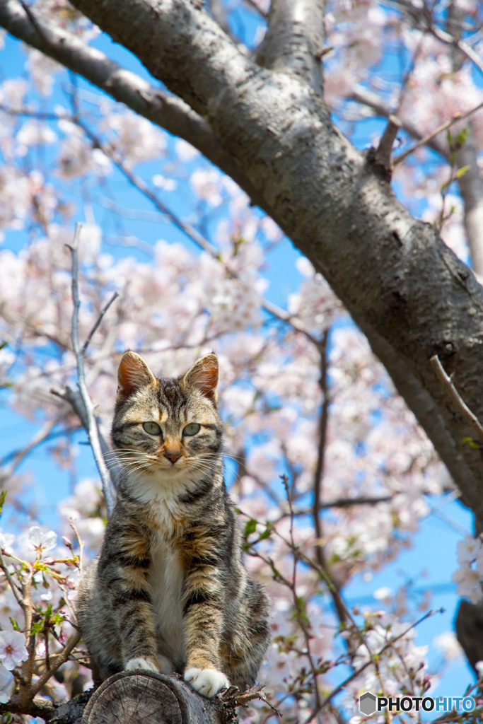 春うにゃにゃ