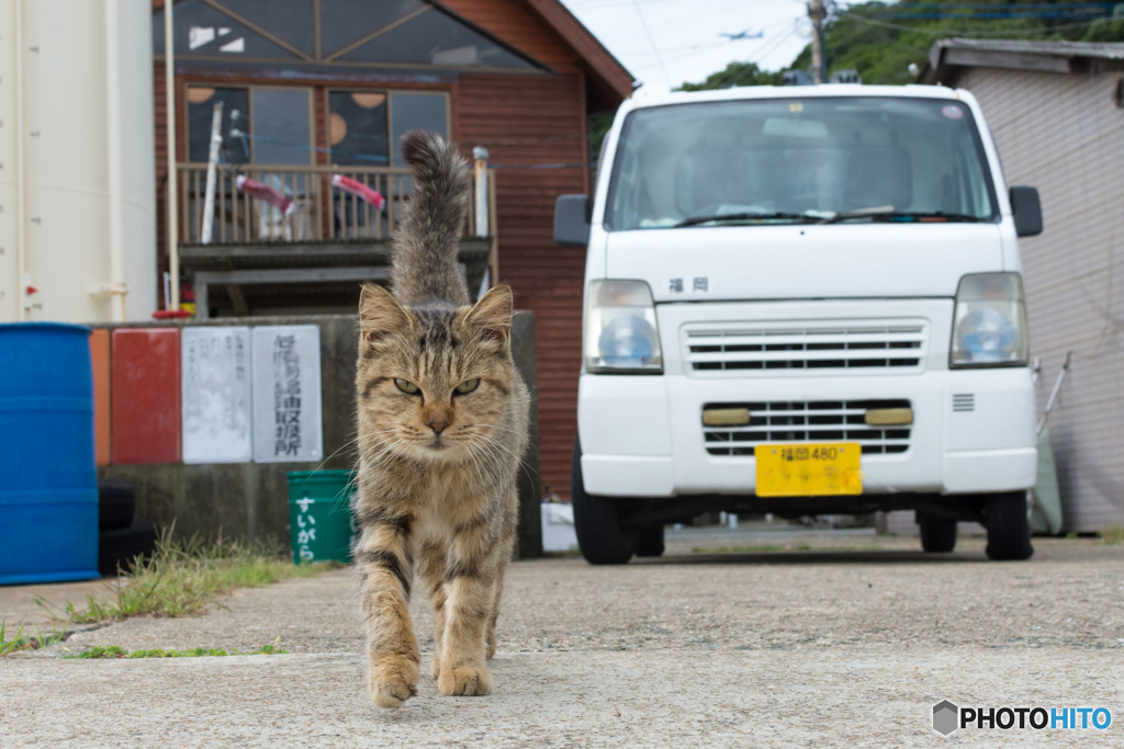 しっぽピンのおねえさん