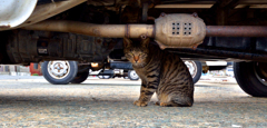 車の下は暖かい・・・と思ったのに・・・