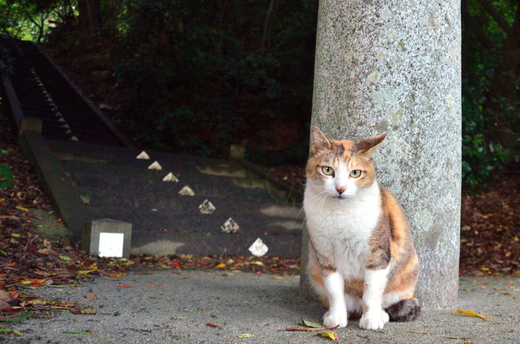 かっこよく撮ってね