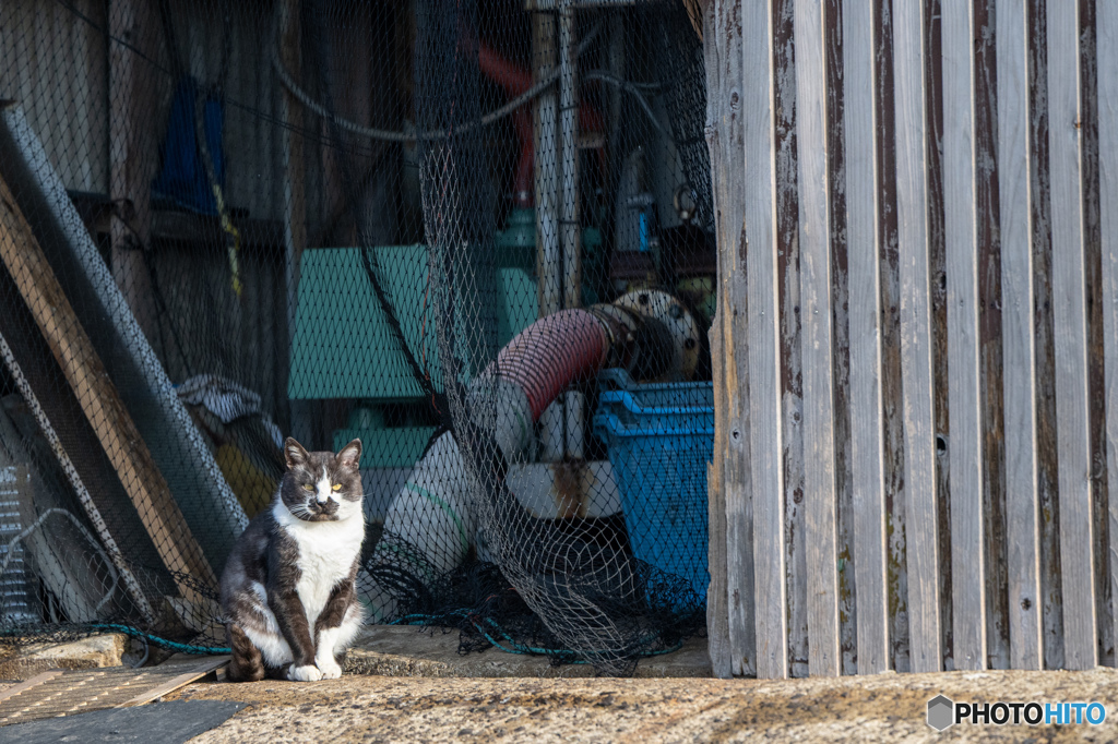 何かご用ですかにゃ