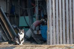 何かご用ですかにゃ