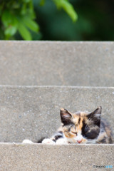 ねむねむミーさん