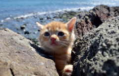 よいしょよいしょ