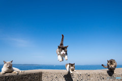 ひらりとね