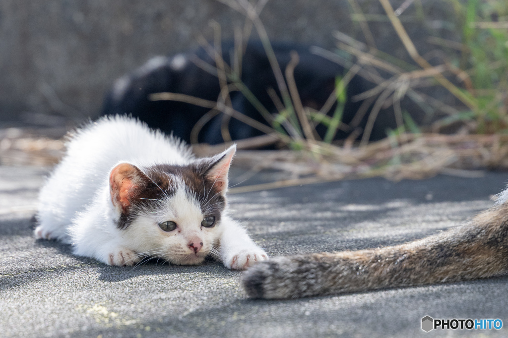 いいシッポ見つけた