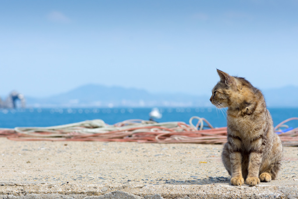初夏の陽気