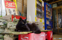 お店番のクロネコさん