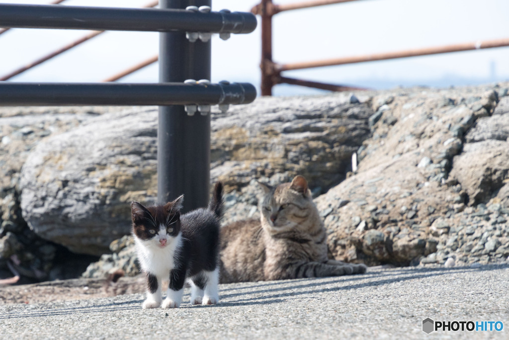 おはよう、チビはっちゃん（2）