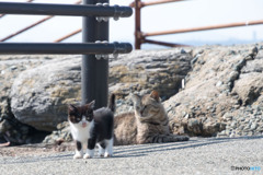 おはよう、チビはっちゃん（2）