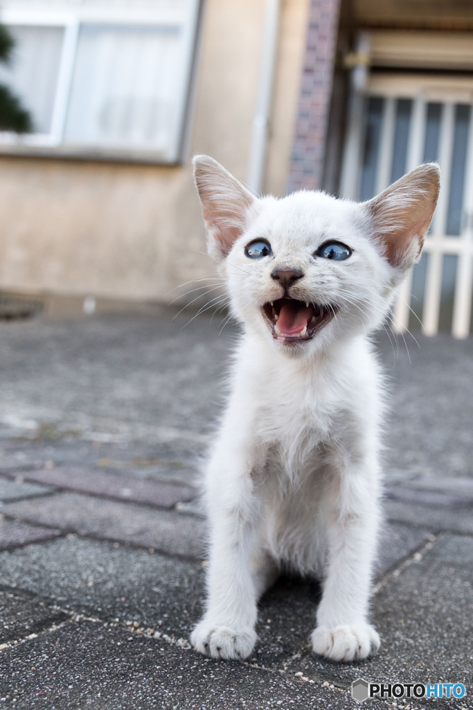 ニャハッ