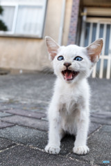 ニャハッ