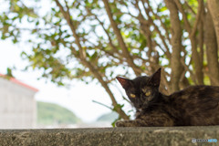 やせっぽちのネコさん