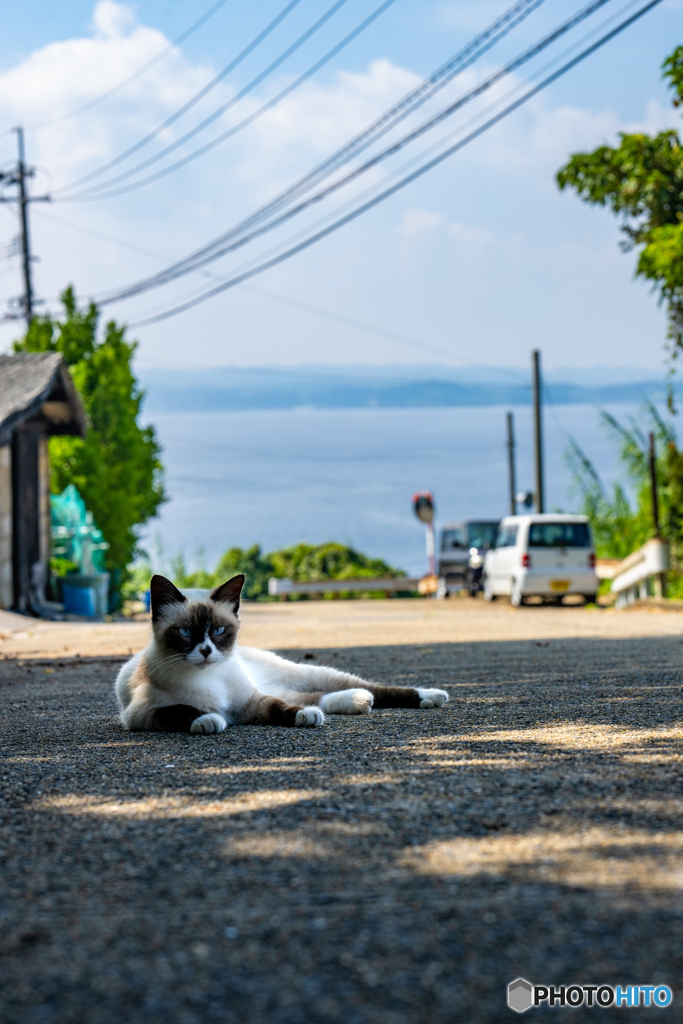 のんびりとね。日影でね。