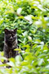 サビ母ちゃん