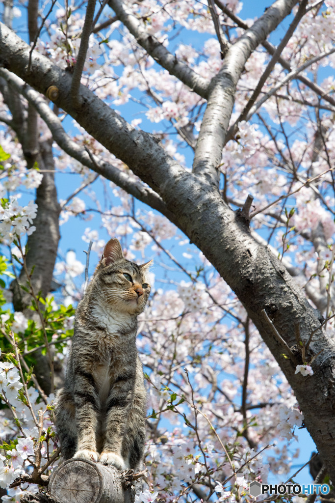 桜っていいニャ～