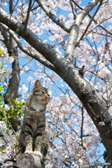 桜っていいニャ～