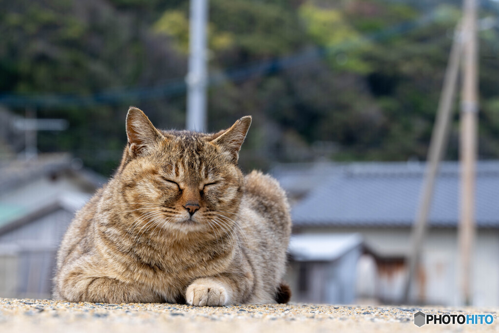 トンプーを聴きながら