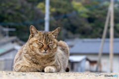 トンプーを聴きながら