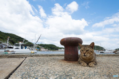 夏男、大沢くん