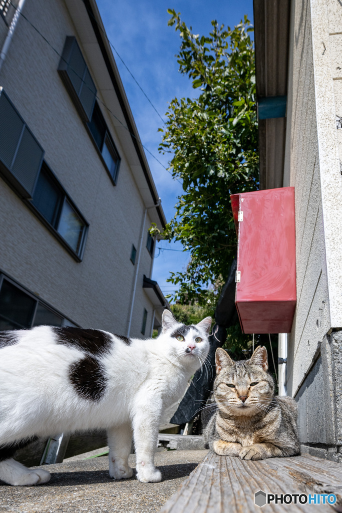 カメラのおじさん、こんにちは