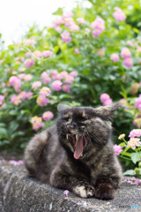 大あくび