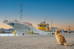 港のネコさんはシャイなのだ