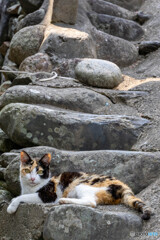 美人のミケさん