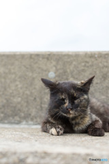 サビちゃん