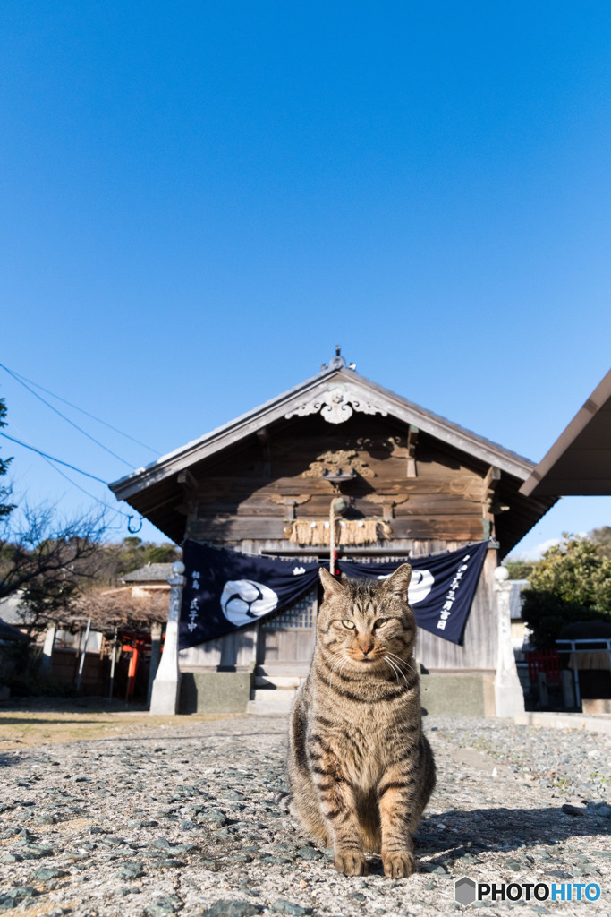 神社のネコさん