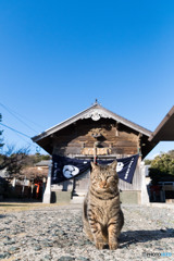 神社のネコさん