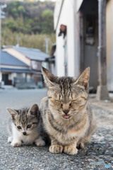 お母ちゃんと