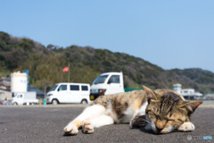 ねむねむ(-_-)゜zzz…