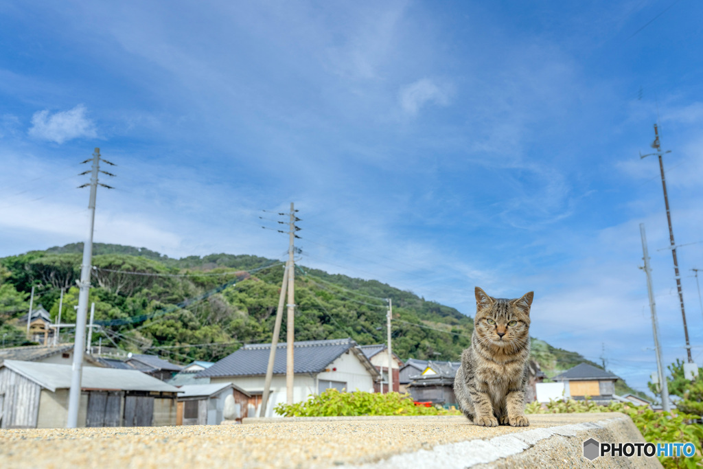 防波堤のネコさん