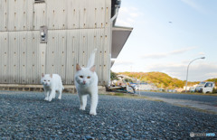 カオルくんとカオルくんのお兄さん