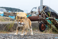 早く食べなきゃ