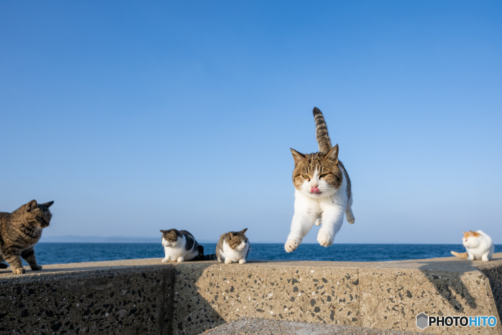 ぺろりとぴょん