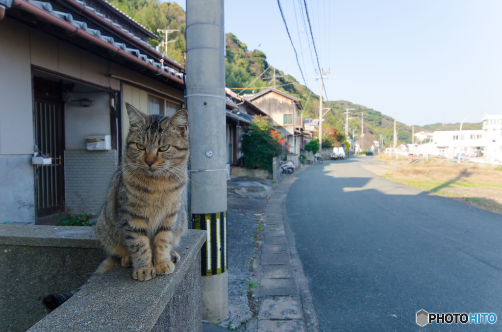 塀の上で待つ