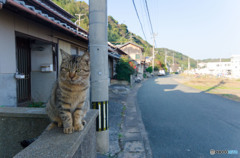 塀の上で待つ