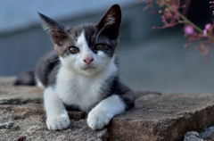 いらっしゃい＼(^o^)／