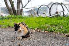 チビミーさん