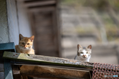 おじさんは誰だにゃ？