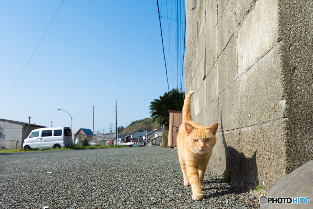 元気に朝パト