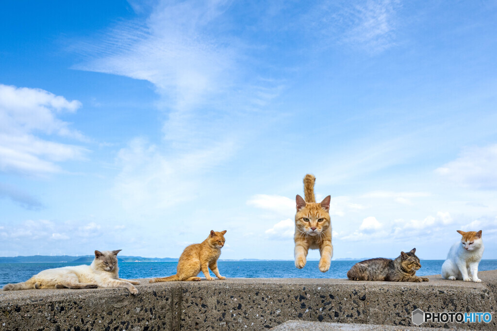 久々のチャイロッティくん