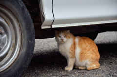 わたしもスコちゃん