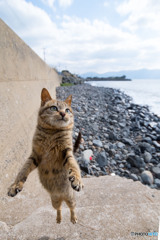 ふわっと浮かぶよ