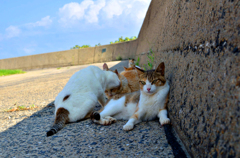 あたまグリグリ