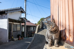 かわいいおじさん