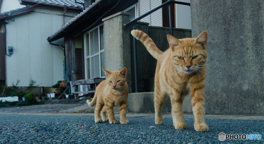 母と子ニャンですよ